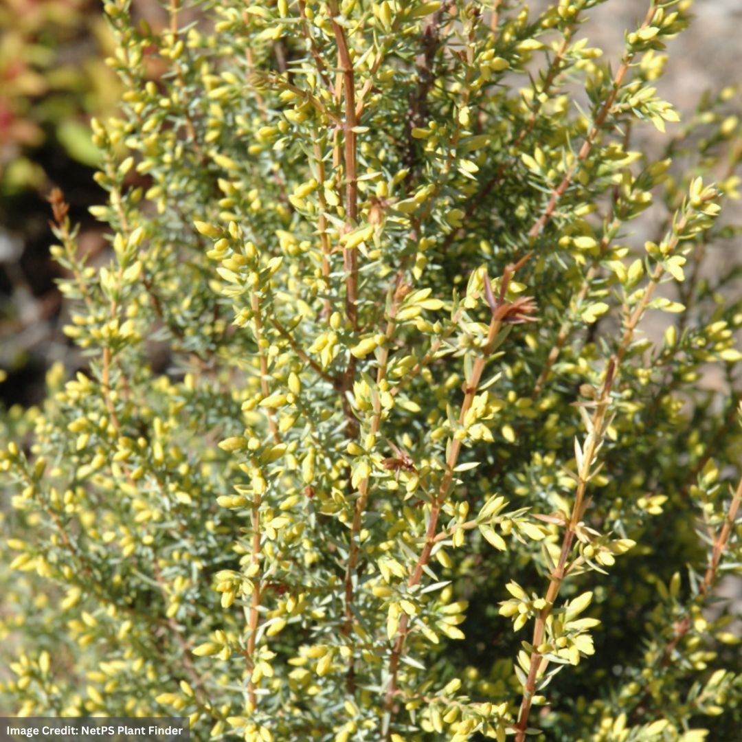 Juniper – Gold Cone – #2 Container